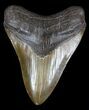 Serrated, Megalodon Tooth - Georgia #37114-1